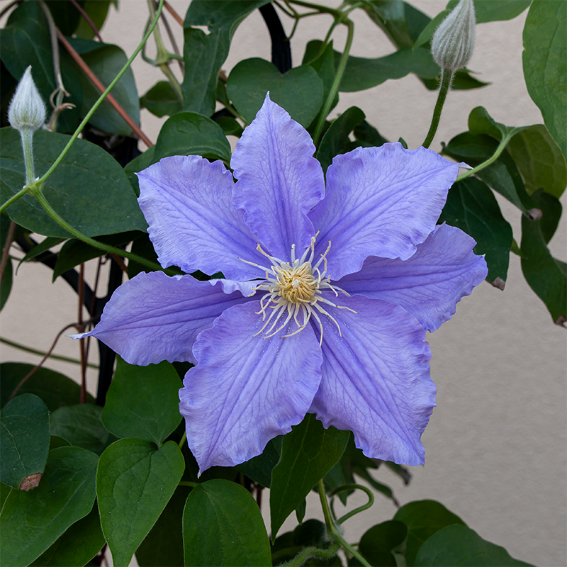Clematis 'Will Goodwin' G01