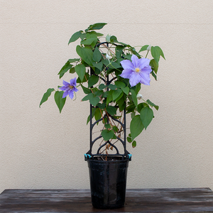 Clematis 'Will Goodwin' G01