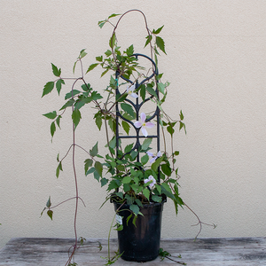 Clematis mon 'Mayleen' G01