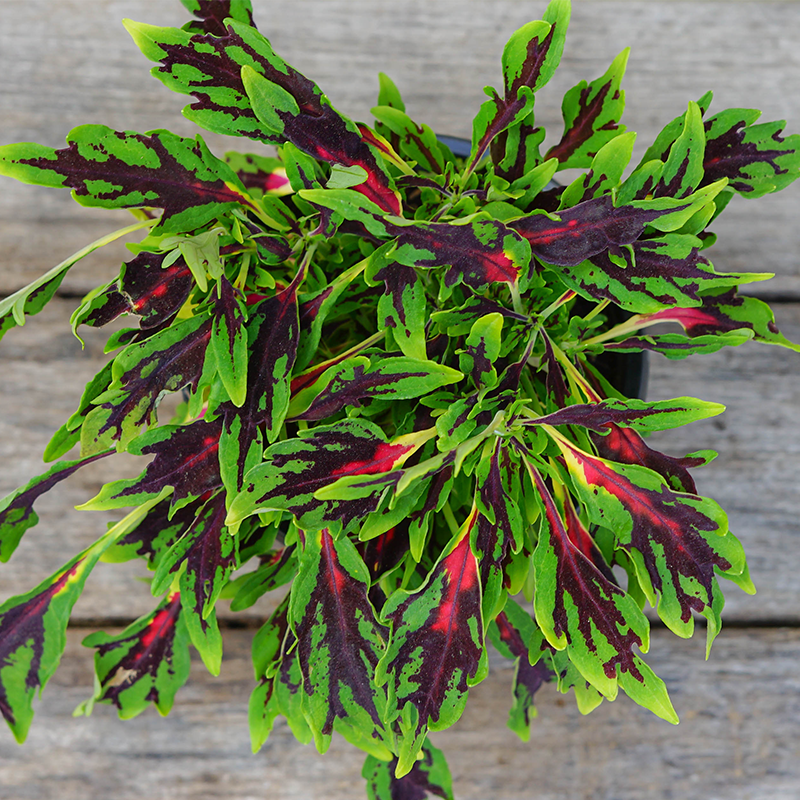 Coleus 'All That Jazz' 4"