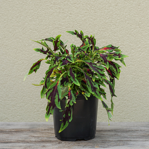 Coleus 'All That Jazz' 4"