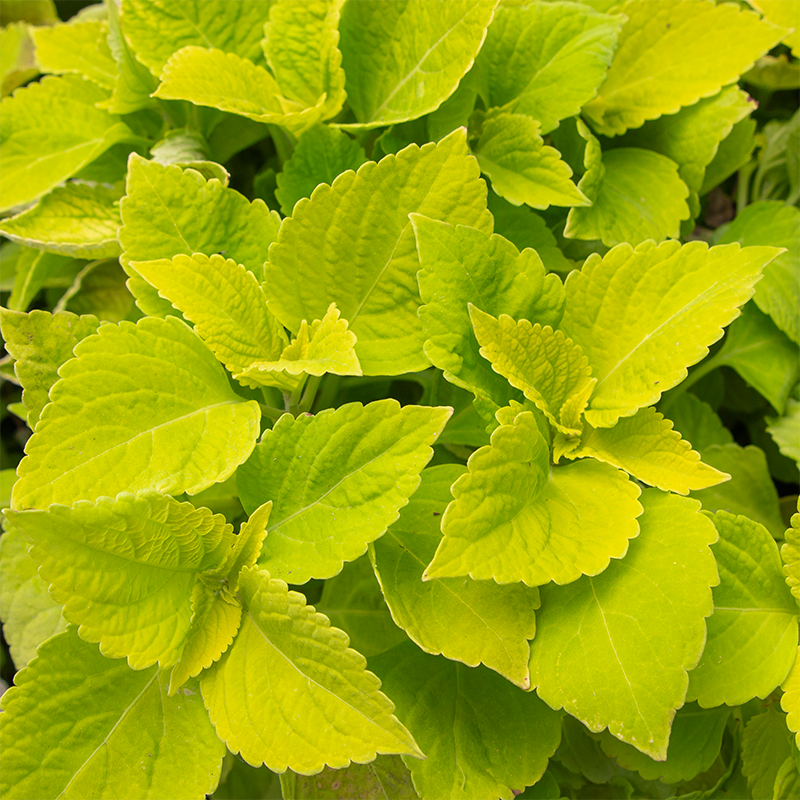 Coleus 'Chartres Street' 4"