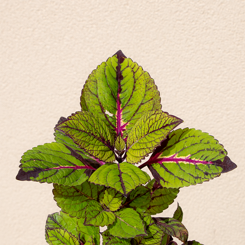 coleus under the sea fish net Coleus 'Fishnet Stockings' 4"