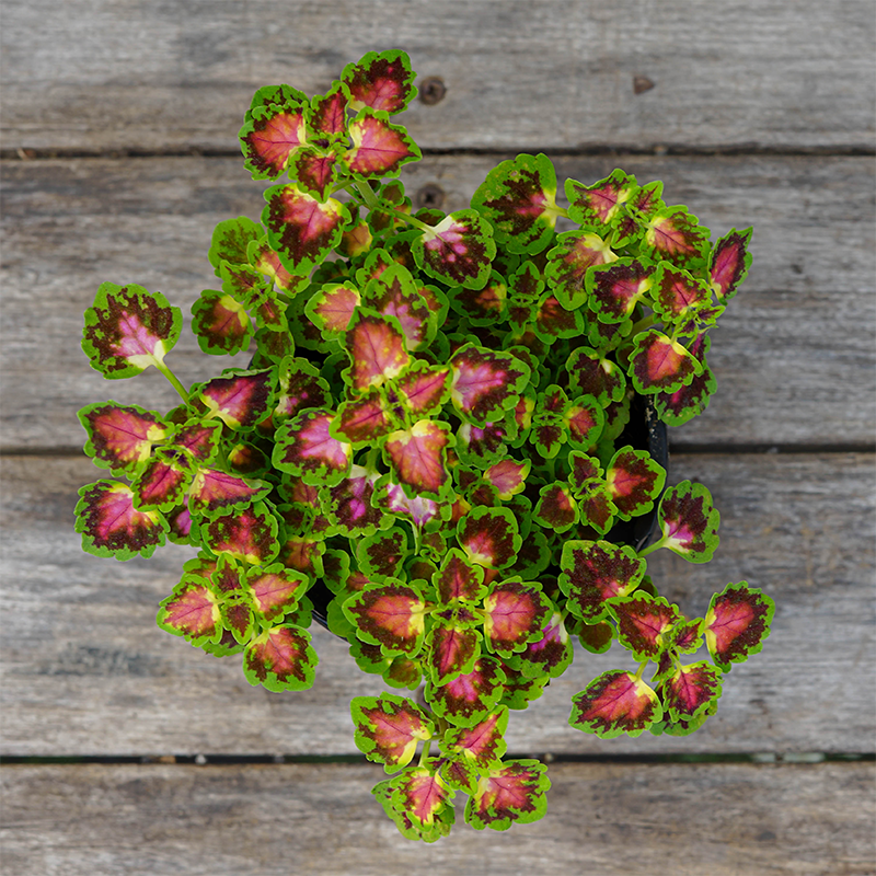 Coleus 'Great Falls Angel' 4"