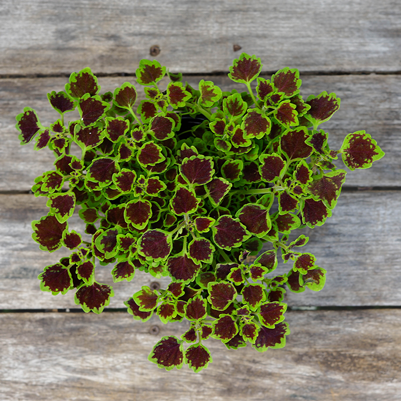Coleus 'Great Falls Niagara' 4"