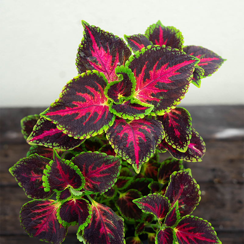 Coleus 'Orchard Road' 4"
