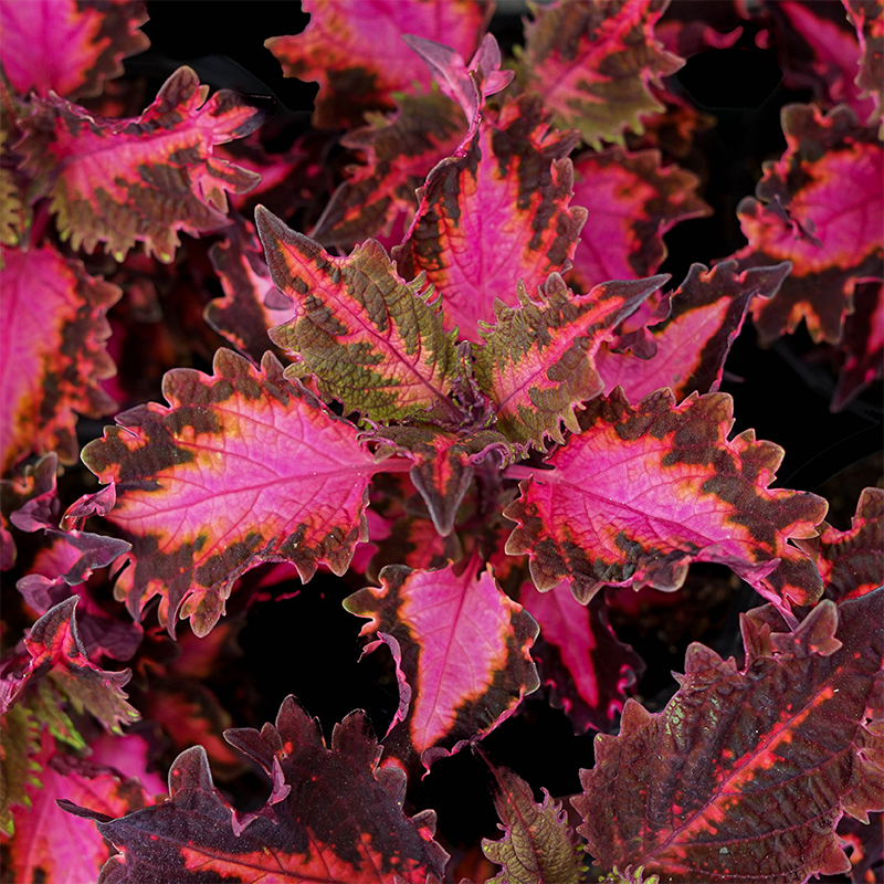 Coleus 'Pink Ribbons' 4"