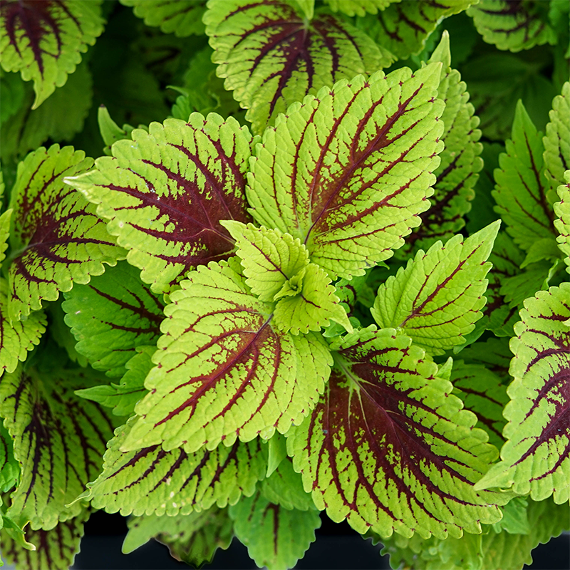 Coleus 'Solar Fire' 4"
