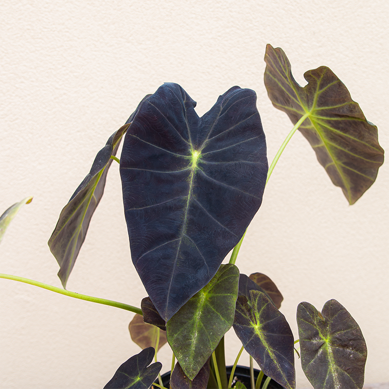 Colocasia 'Illustris' #1