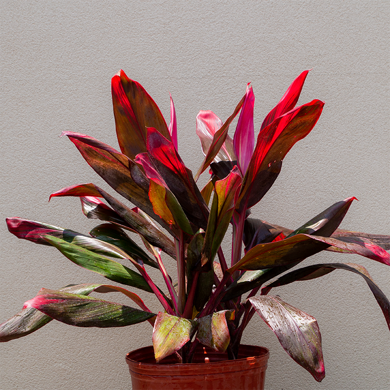 cordyline indoor plant Cordyline Ti Plant 10"