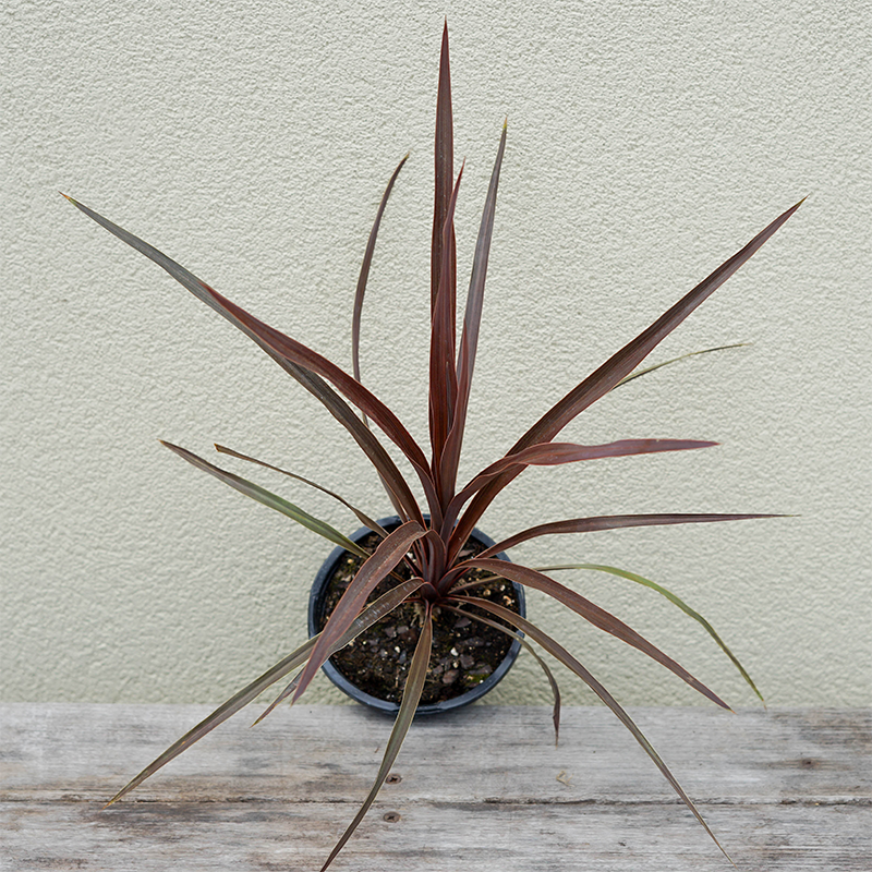 Cordyline 'Red Sensation' 4"