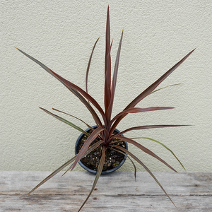 Cordyline 'Red Sensation' 4"
