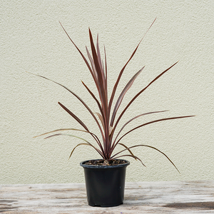 Cordyline 'Red Sensation' 4"