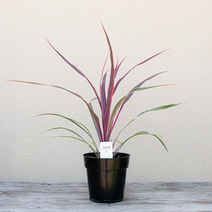 Cordyline aus 'Can Can' 6"