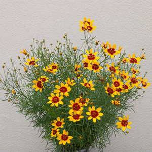 Coreopsis 'Curry Up' G01