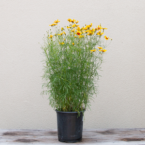 Coreopsis 'Curry Up' G01
