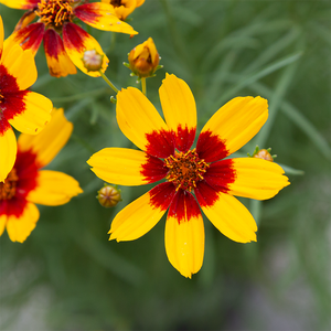 Coreopsis 'Curry Up' G01