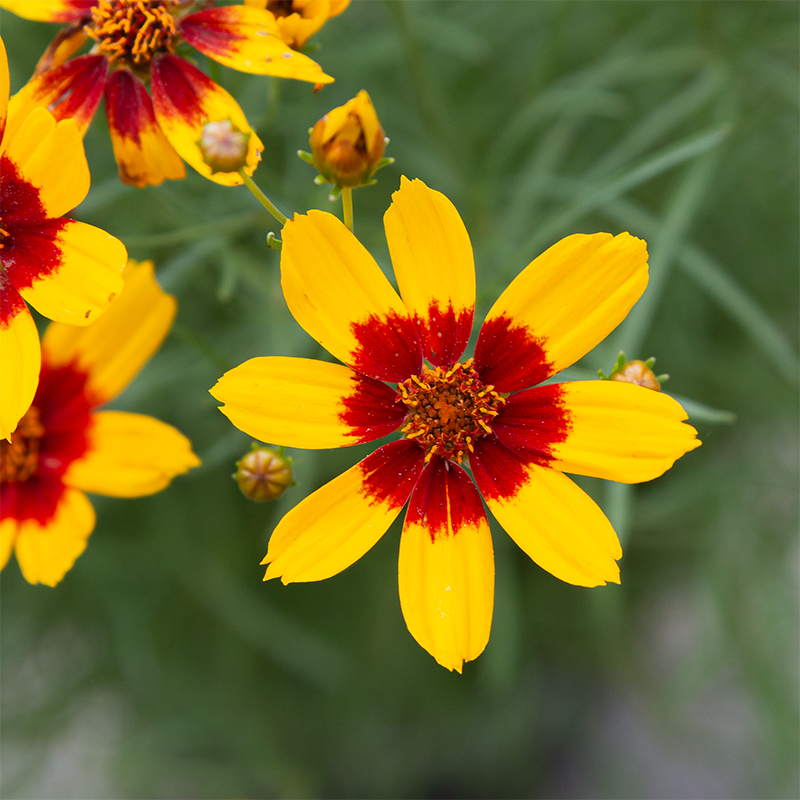 Coreopsis 'Curry Up' G01