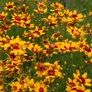 Coreopsis 'Curry Up' G01