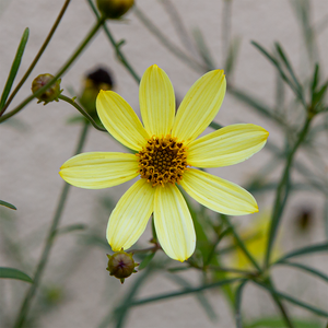 Coreopsis 'Moonbeam' G01
