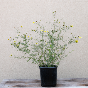 Coreopsis 'Moonbeam' G01