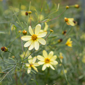 Coreopsis 'Moonbeam' G01