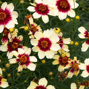Coreopsis 'Red Hot Vanilla' G01