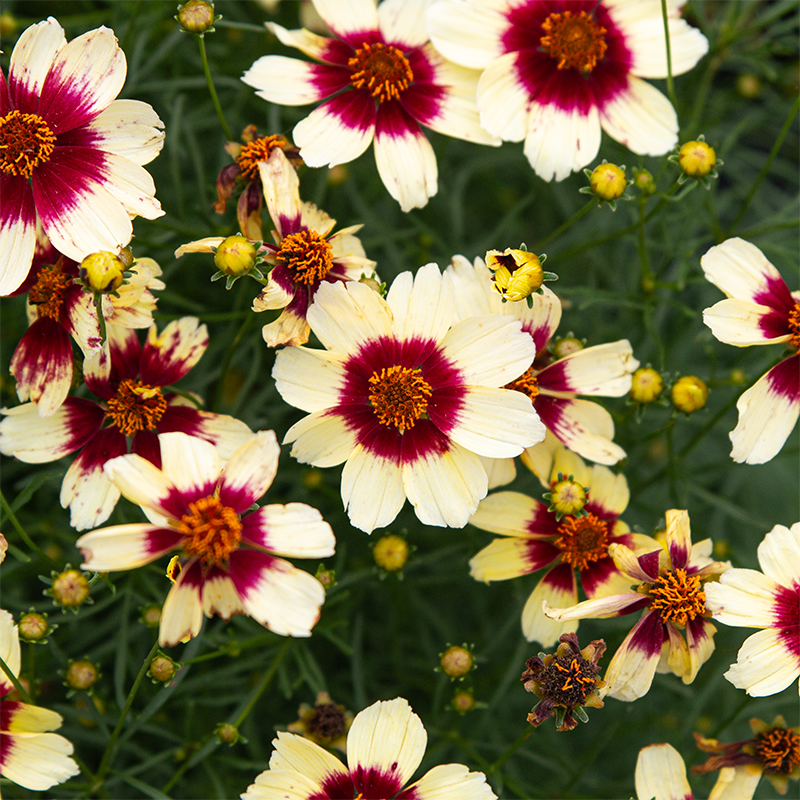 Coreopsis 'Red Hot Vanilla' G01