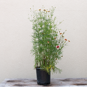 Coreopsis 'Red Hot Vanilla' G01