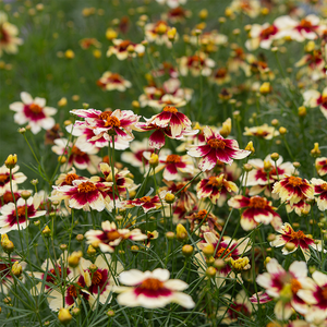 Coreopsis 'Red Hot Vanilla' G01