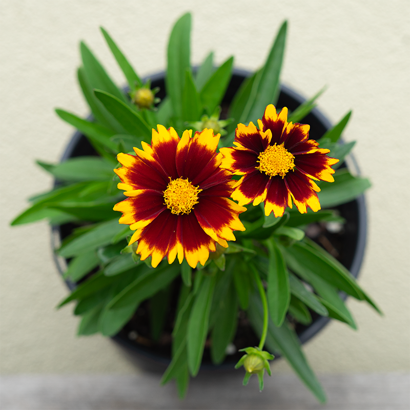 Coreopsis x 'Uptick Red' G01