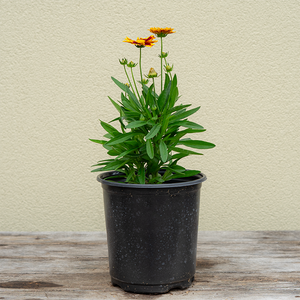 Coreopsis x 'Uptick Red' G01
