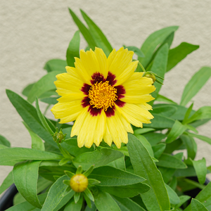 Coreopsis x 'Uptick Cream and Red' G01