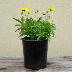 Coreopsis x 'Uptick Cream and Red' G01