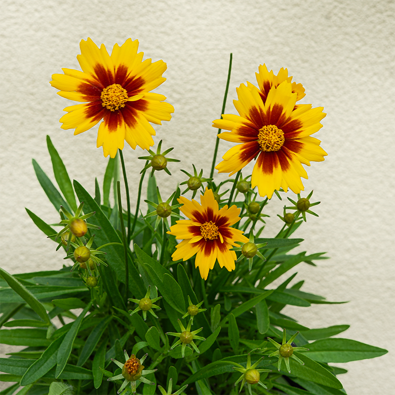 Coreopsis x 'Uptick Gold and Bronze' G01