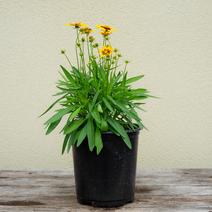 Coreopsis x 'Uptick Gold and Bronze' G01