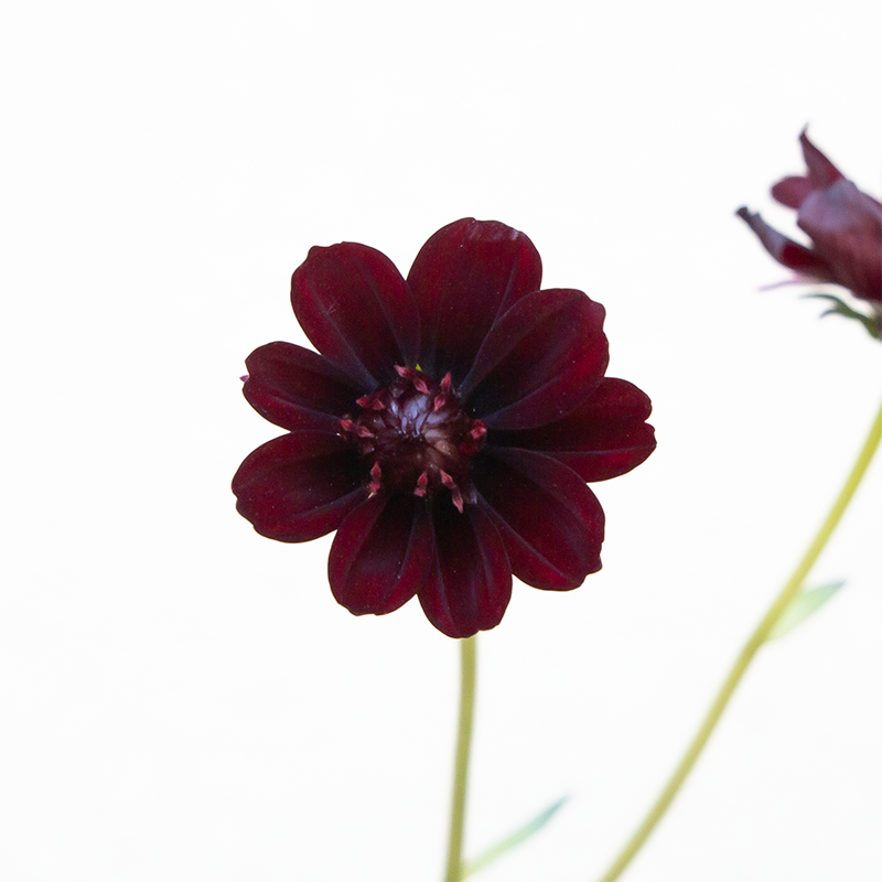 Cosmos 'Chocamocha' 4"