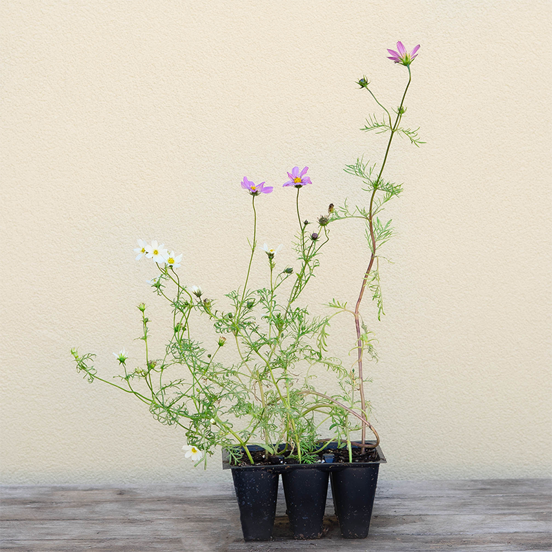 Cosmos 'Versailles Mix' 6 PK