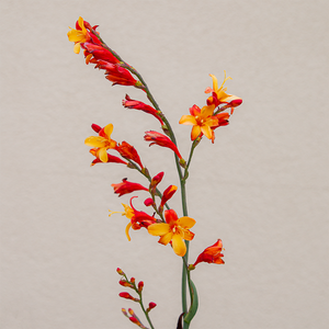 Crocosmia 'Harlequin' G01