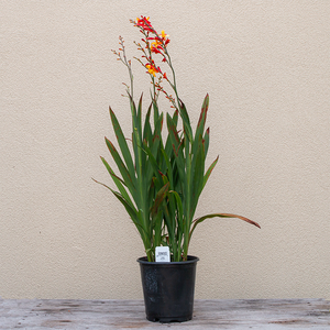 Crocosmia 'Harlequin' G01