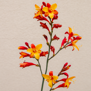 Crocosmia 'Harlequin' G01