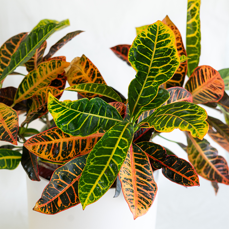 Croton 'Petra' 10"