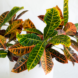 Croton 'Petra' 10"