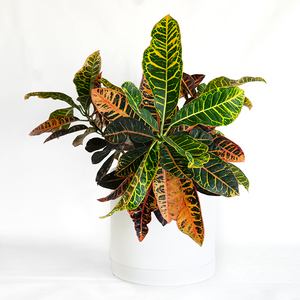 Croton 'Petra' 10"
