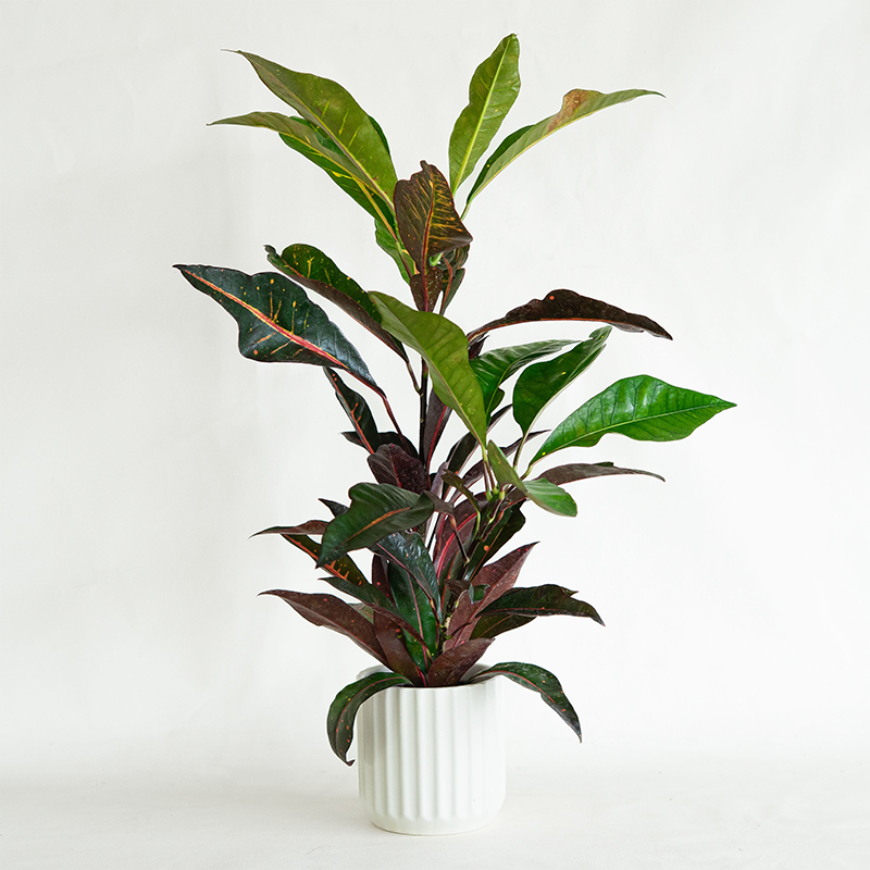 Croton 'Petra' 4"
