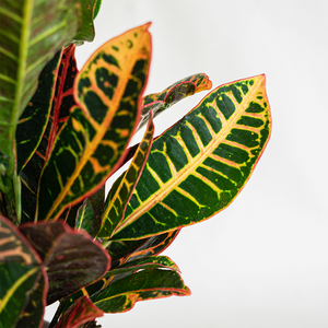 Croton 'Petra' 6"