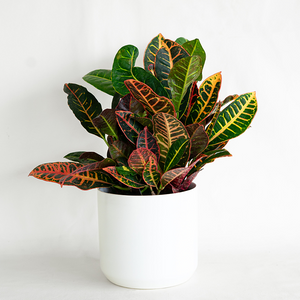 Croton 'Petra' 6"