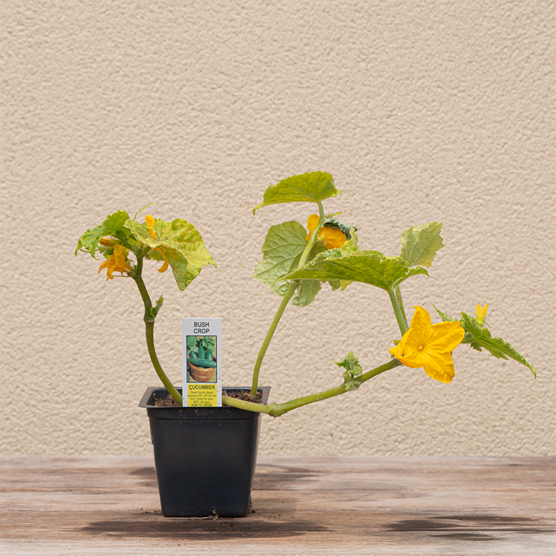 Cucumber 'Burpless F1' 3"