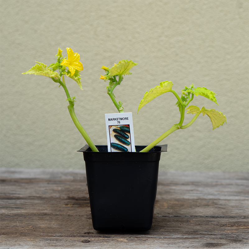 Cucumber 'Marketmore' 3"