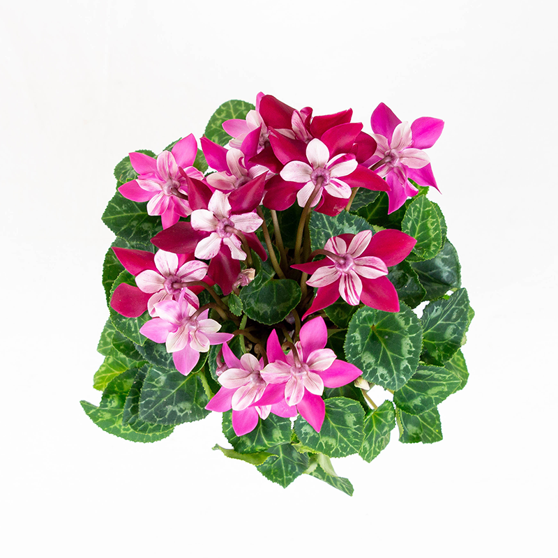 Cyclamen DJIX Merlot 4"